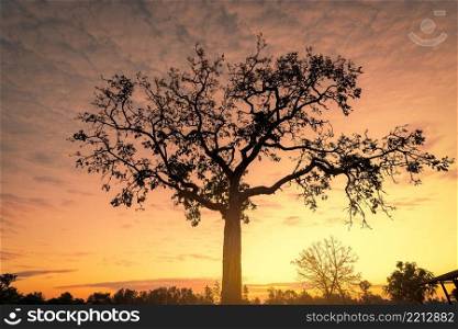 Silhouette tree with golden sunrise sky in the morning. New day with the orange sunrise sky behind the tree. Spiritual and tranquility concept. Beauty in nature. Beautiful scenery. Dusk and dawn.