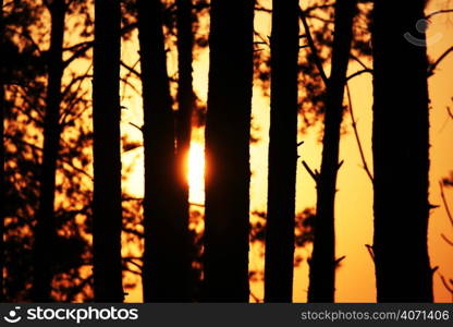 Silhouette trees