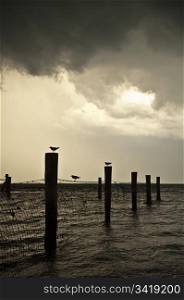 Silhouetted birds sit on poles as a storm approaches