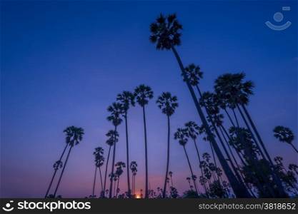 Silhouetted landscape of coconut tree during sunset