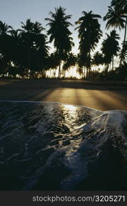 Silhouetted palm trees against the sky, Mayaguez beach, Puerto Rico