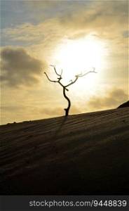 Silhouetted tree branch at sunrise in a sand dune.