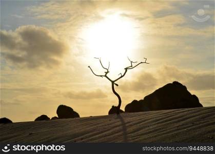 Silhouetted tree in a sand dune at sunrise in Aruba.