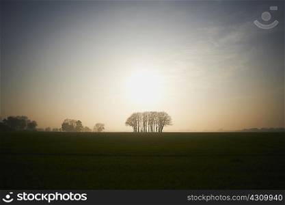 Silhouetted trees in misty field at sunrise