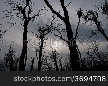 silhouetted trees on a cloudy day