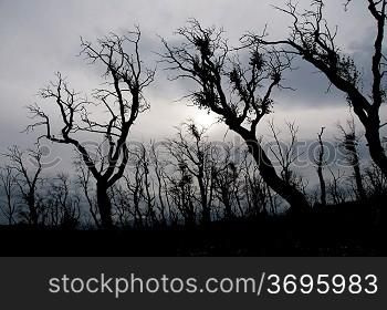 silhouetted trees on a cloudy day