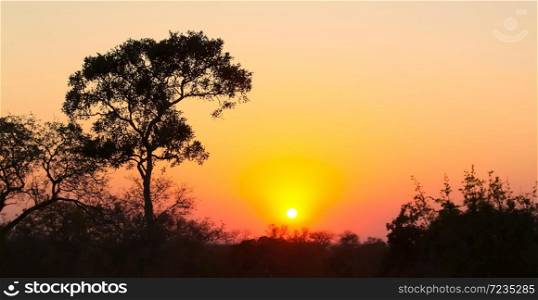 Silhouetted trees with dramatic red sky at sunset in South African bush