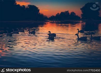 Silhouettes of a beautiful swans following for pack leader, wild birds floating in the lake in sunset light, beauty of wild nature