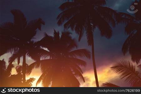 Silhouettes of a great palm trees over sunset sky background, beautiful natural background, amazing nature of Sri Lanka, summer vacation concept
