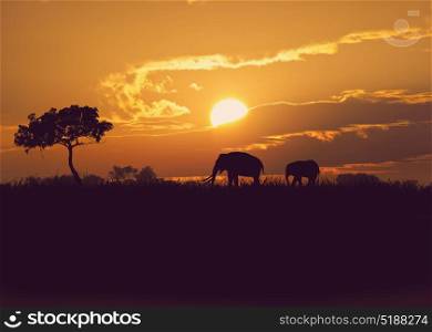 silhouettes of African elephants at sunset. African elephants at sunset