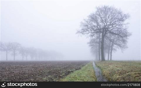 silhouettes of bare oak trees in winter scenic misty corn field near utrecht in the netherlands