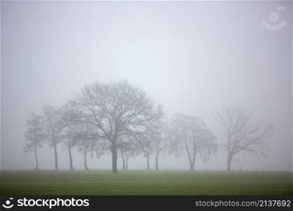 silhouettes of bare winter trees in mist and green meadows in dutch province of utrecht in holland