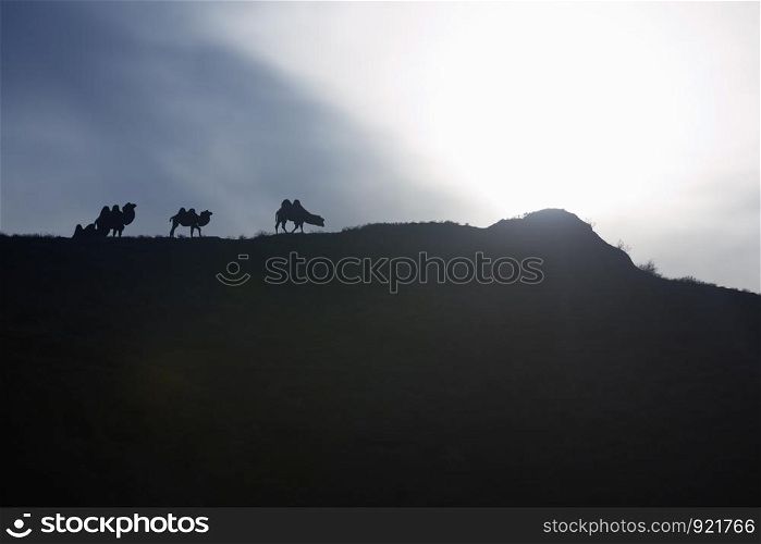 Silhouettes of camels pasturing on the hill at sunset