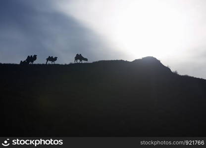 Silhouettes of camels pasturing on the hill at sunset