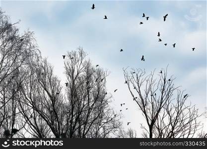 Silhouettes of crows flying among the leafless trees against the gray and blue sky. Selective focus.. Ravens And Crows Among The Bare Trees