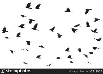 Silhouettes of Crows Flying at the White Background