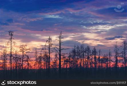 Silhouettes of dead trees against a colorful glowing sunset in a dramatic stormy sky. Atmospheric summer night - Karelia, Russia. Selective focus, blurred vignette.