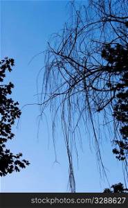 Silhouettes of dry willows and other trees branches on the background of the blue evening sky
