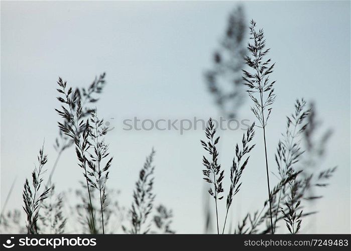 Silhouettes of few bents on the light  blue sky background in Latvia.