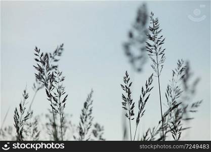 Silhouettes of few bents on the light  blue sky background in Latvia.