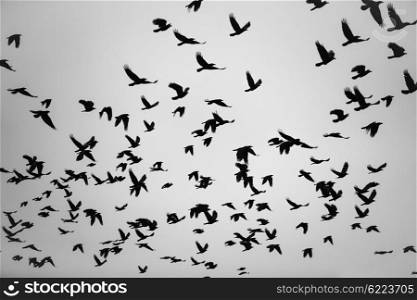 Silhouettes of flying black birds in the gray sky. The bird flight