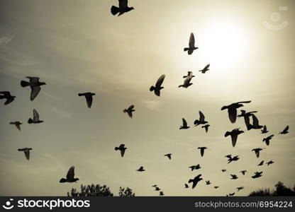 Silhouettes of flying pigeons in the skies.