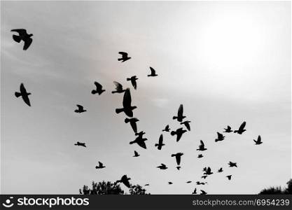 Silhouettes of flying pigeons in the skies.