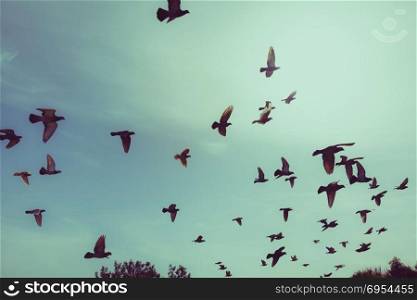 Silhouettes of flying pigeons in the skies.
