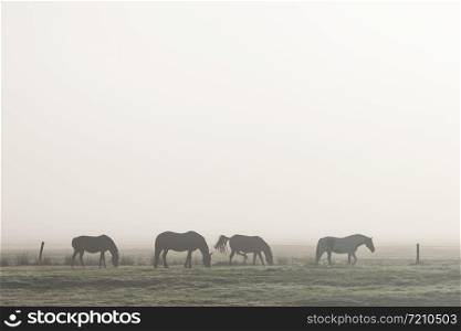 silhouettes of four horses in morning mist on german countryside of ostfriesland in north germany