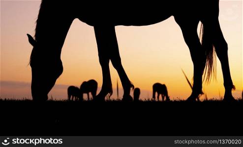silhouettes of grazing horses in meadow against colorful setting sun