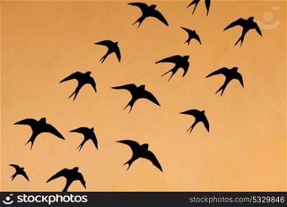 Silhouettes of many swallows on a orange background