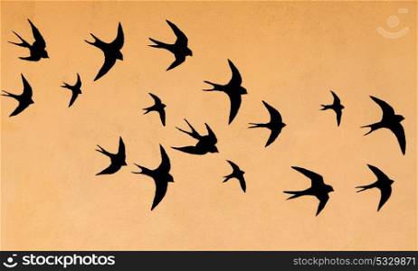 Silhouettes of many swallows on a orange background