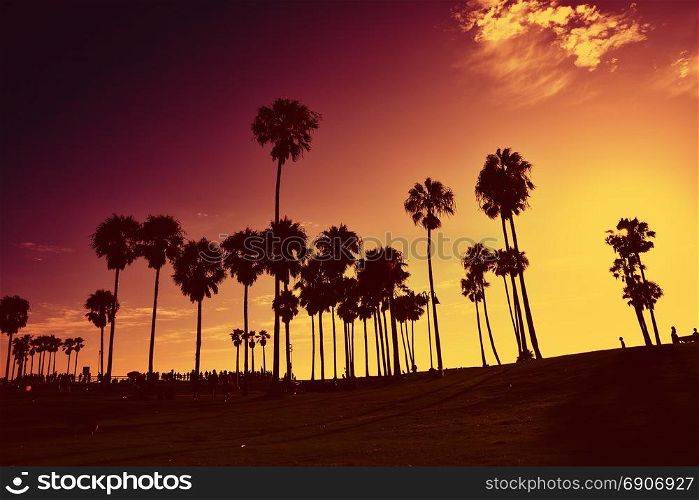 Silhouettes of palms trees in Venice Beach at sunset.