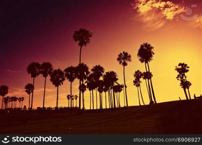Silhouettes of palms trees in Venice Beach at sunset.
