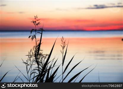 Silhouettes of reeds by the coast at a colorful sunset