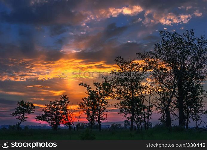 Silhouettes of the rising series of trees on the background fantastic colorful shining cloudy sky at sunset.. Fantastic Sunset With Halo