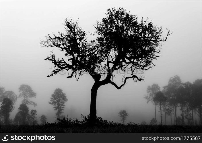 Silhouettes of tree beautiful shape. Morning fog in forest. Silhouettes of tree