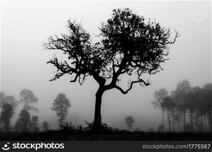 Silhouettes of tree beautiful shape. Morning fog in forest. Silhouettes of tree