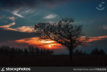 Silhouettes of trees against a background of the night sky with setting sun and orange clouds.. Silhouette Of Oak At Sunset