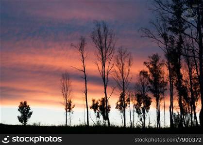 silhouettes of trees against the backdrop of the sunset sky. landscape