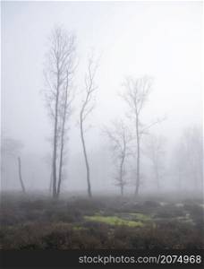 silhouettes of trees in fog on heath with other trees in the background