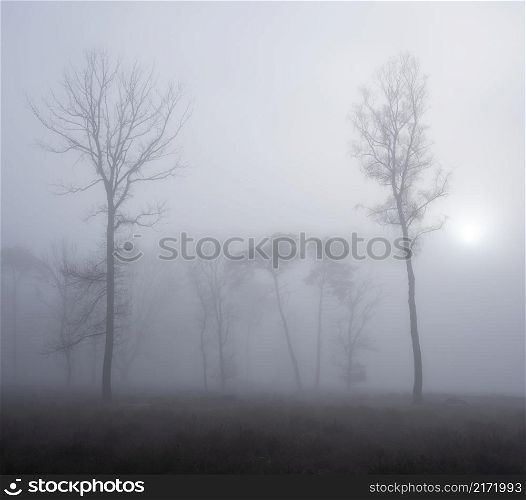 silhouettes of trees in fog on heath with other trees in the background