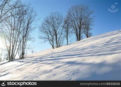 silhouettes of trees on a snowy hill under blue sky