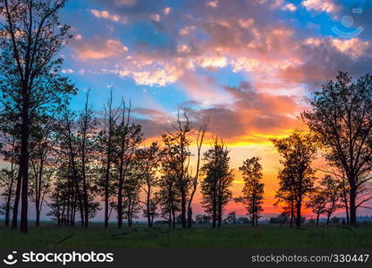 Silhouettes of trees on the background fantastic colorful sky with cumulus clouds at sunset.. Silhouettes of Trees On Sunset Background