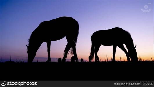 silhouettes of two grazing horses in meadow against colorful setting sun