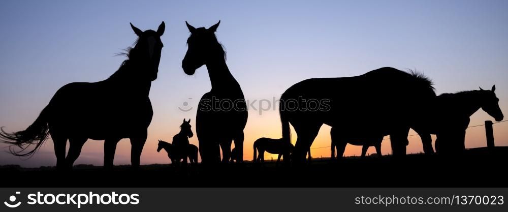 silhouettes of young active horses in meadow against colorful setting sun