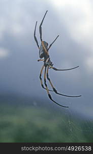 Silk spider at La Reunion