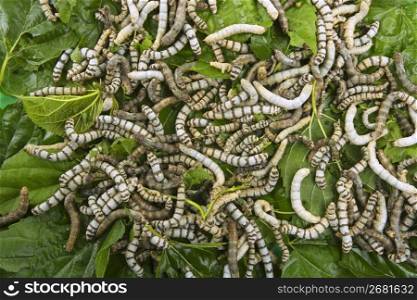 silkworms eating mulberry leaf closeup nature silk worms