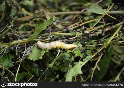 Silkworms in silk farm, Siem Reap, Cambodia