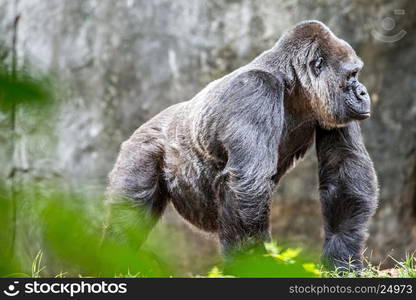 Silver back gorilla looking alert and menacing against a natural background